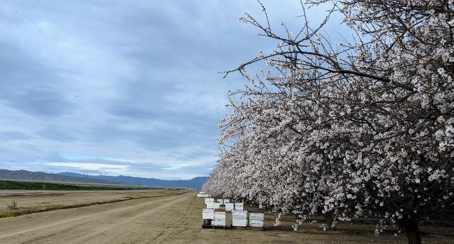 Experimental honey bee colonies on the side of an almond orchard.